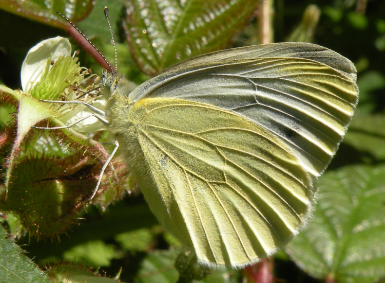 Pieris ergane?